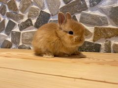 -龙猫仔乐园(惠福东路店)