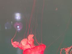 -多彩贵州城极地海洋世界