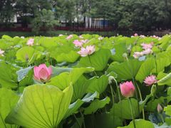 -荔湾湖公园