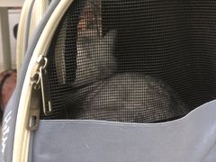 -瑞派动物医院·猫专科·至诚(江南中分院)