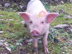 -硗碛藏寨·神木垒景区