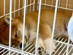 -南京宠物基地·宠物狗宠物猫售卖(南京店)