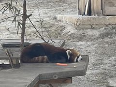 -栾川竹海野生动物园