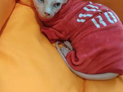 -飞行喵MR PILOT|猫舍·猫咖(静安大融城店)