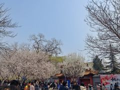 -桃花堤公园