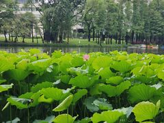-荔湾湖公园