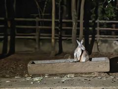 -清迈夜间动物园