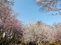 -桃花堤公园