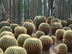 -南山植物园