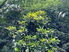 -杭州植物园