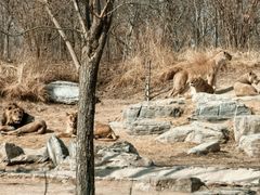 -北京野生动物园