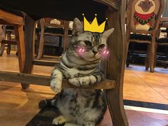 -more than meow吴止猫主题餐厅(承德 中船汇店)