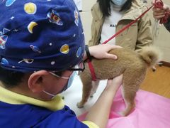 -北京观赏动物医院·24小时大型综合·猫专科·异宠专科