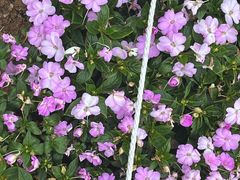 -枫林花海
