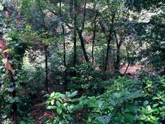 android_upload_pic-鼎湖山风景区