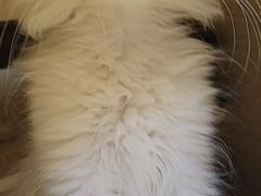 -宠颐生汉谟拉比宠物医院