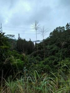 -田心森林公园