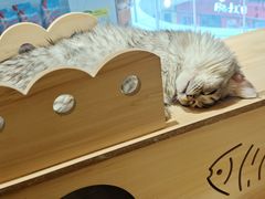 -南京Hallo宠物乐园·哈罗犬舍·柴犬繁育基地