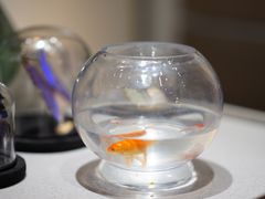 -小豆海棠(嘉兴路店)