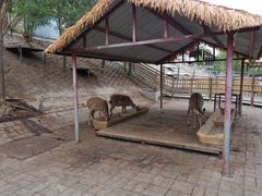 -北京鹿世界主题园