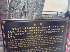 -蓬莱阁景区