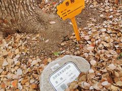 -徐家汇源景区-衡山公园