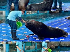 -海合安成都极地海洋公园