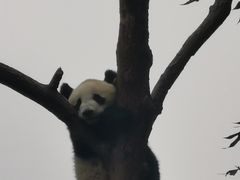 -都江堰中华大熊猫苑
