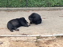 -大连森林动物园