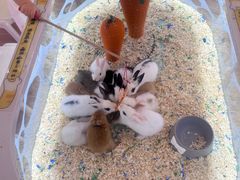 -鲜芋仙(中环百联2店)