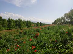 -洨河生态公园