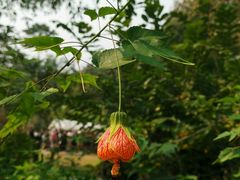 -中国科学院西双版纳热带植物园