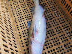 -大鹅岛灶台鱼·铁锅炖(水库路店)