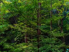 -国家植物园南园