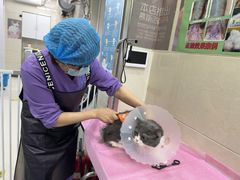 -北京观赏动物医院·24小时大型综合·猫专科·异宠专科