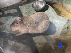 -未来动物城主题公园(正弘城店)