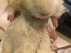 -雨林宠物医院 非犬猫异宠专科