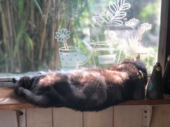 -海边的猫和咖啡馆