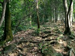 -火炉山森林公园