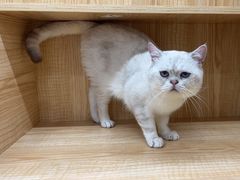 -爱洗澡的猫(天河路店)