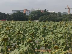 -光明小镇欢乐田园