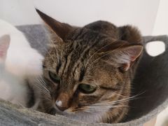 -Heymao猫咖.咖啡厅(东门店)