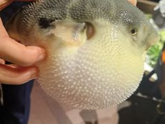 -肆月河豚·淮扬菜·湘菜(华天店)
