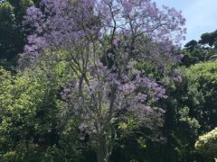 -墨尔本皇家植物园