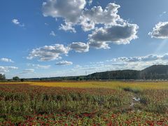 -莲花山花海