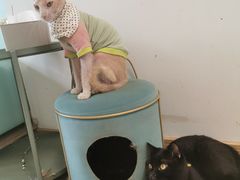 -猫在这儿猫咪咖啡馆·撸猫馆