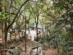 -滴水岩森林公园