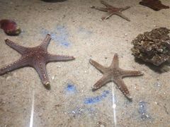 -渡海小渔村.老辈日照菜
