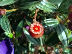 -南国桃园旅游度假区