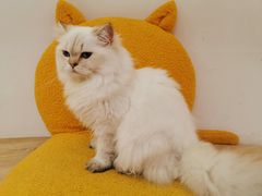 -Umiao与猫咖啡 猫咖